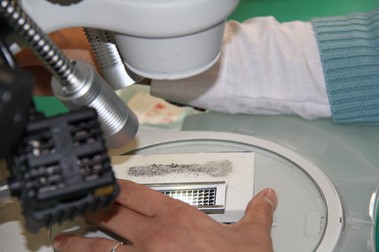 コノドントが入っている石を酸で溶かして微小な化石を取り出し、顕微鏡下で選り分ける。