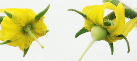 トマト品種マイクロトムの野生株(左)と単為結果性の変異体(右)の花