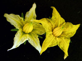 トマト品種マイクロトムの花の色の薄い変異体(左)と野生株(右)