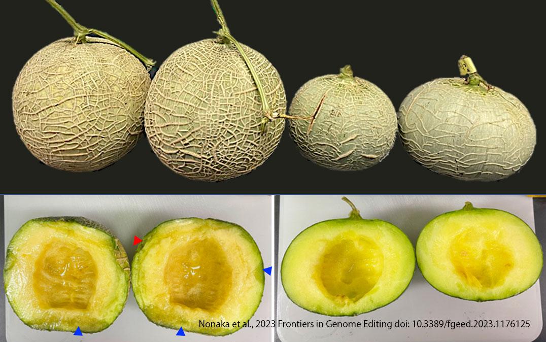 研究イメージ画像