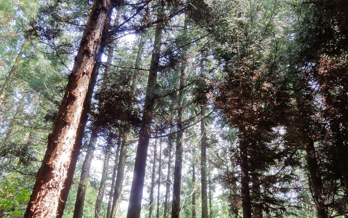 研究イメージ画像