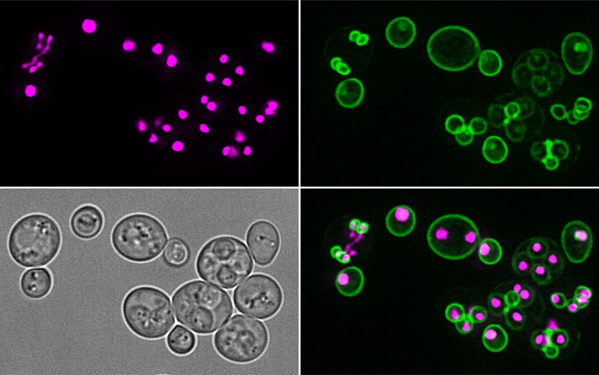 研究イメージ画像