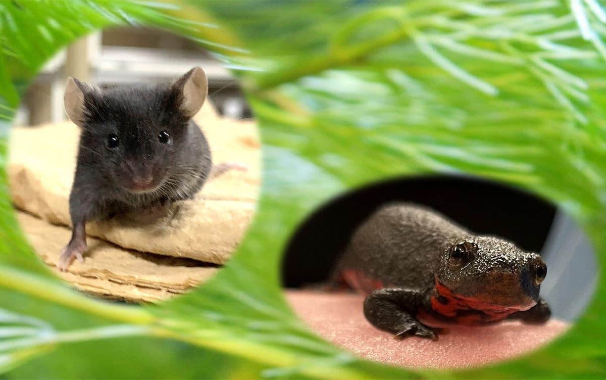 研究イメージ画像