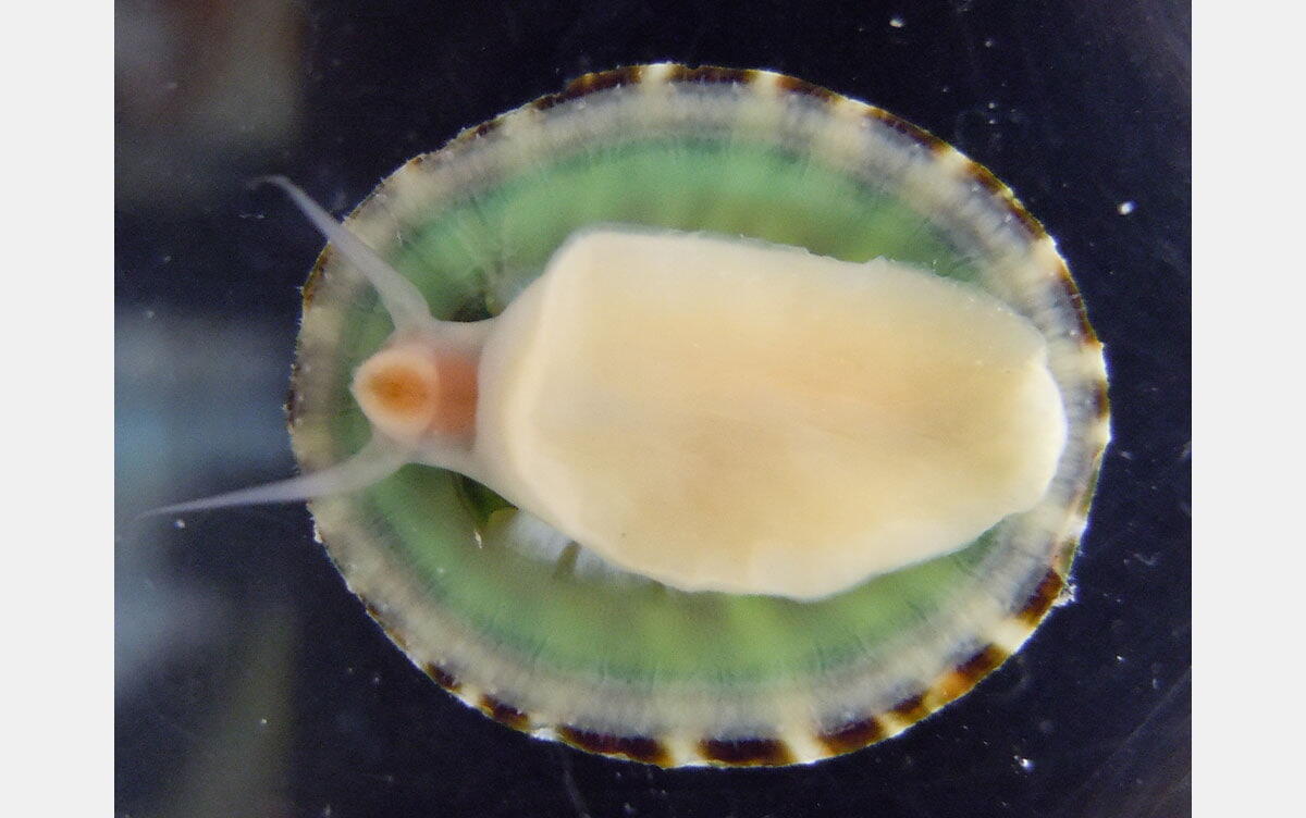 研究イメージ画像