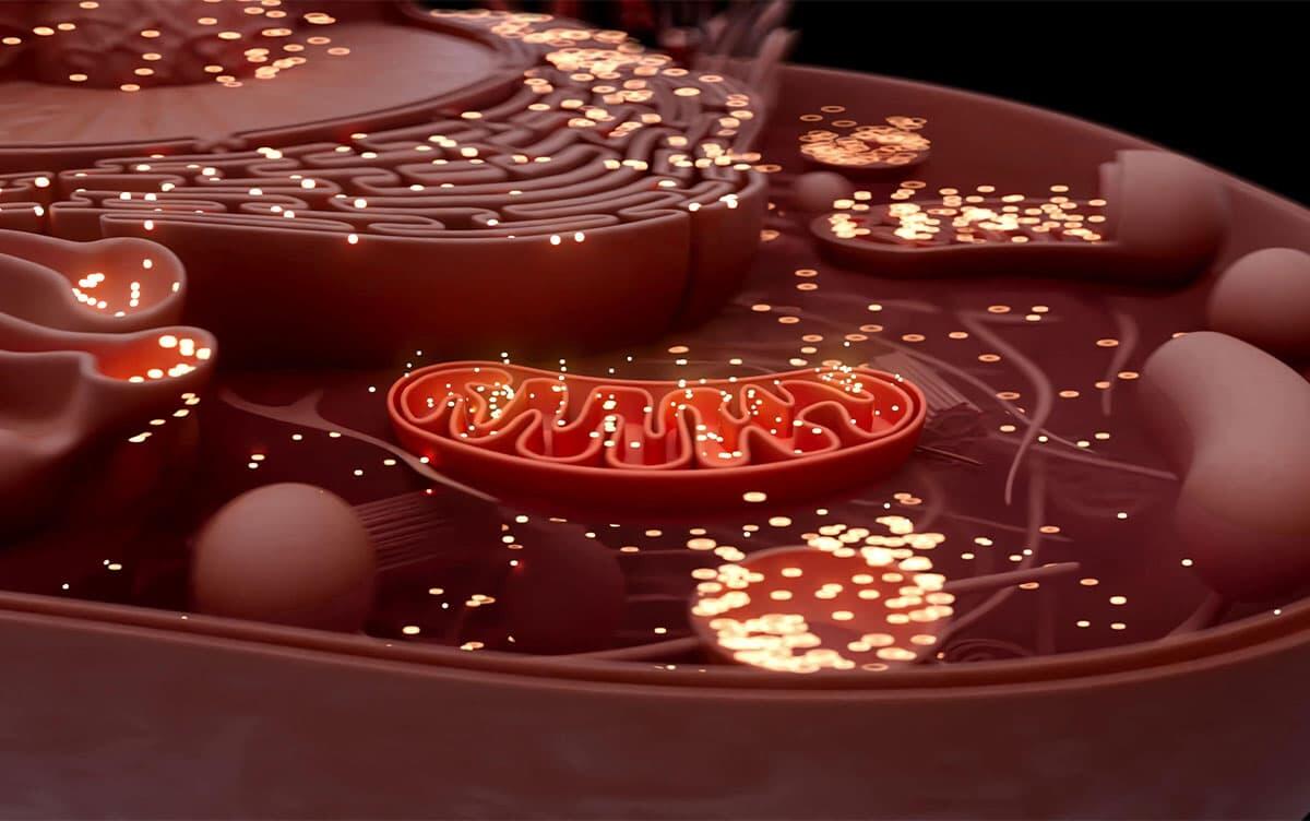 研究イメージ画像