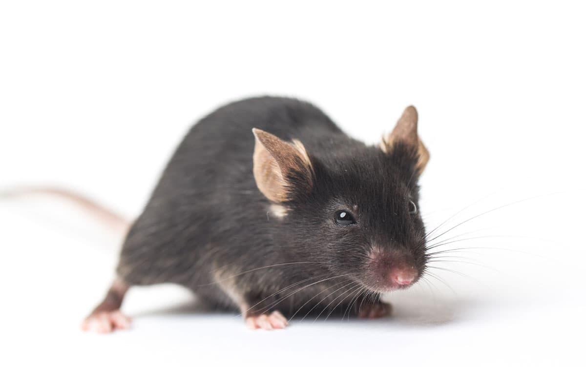 研究イメージ画像