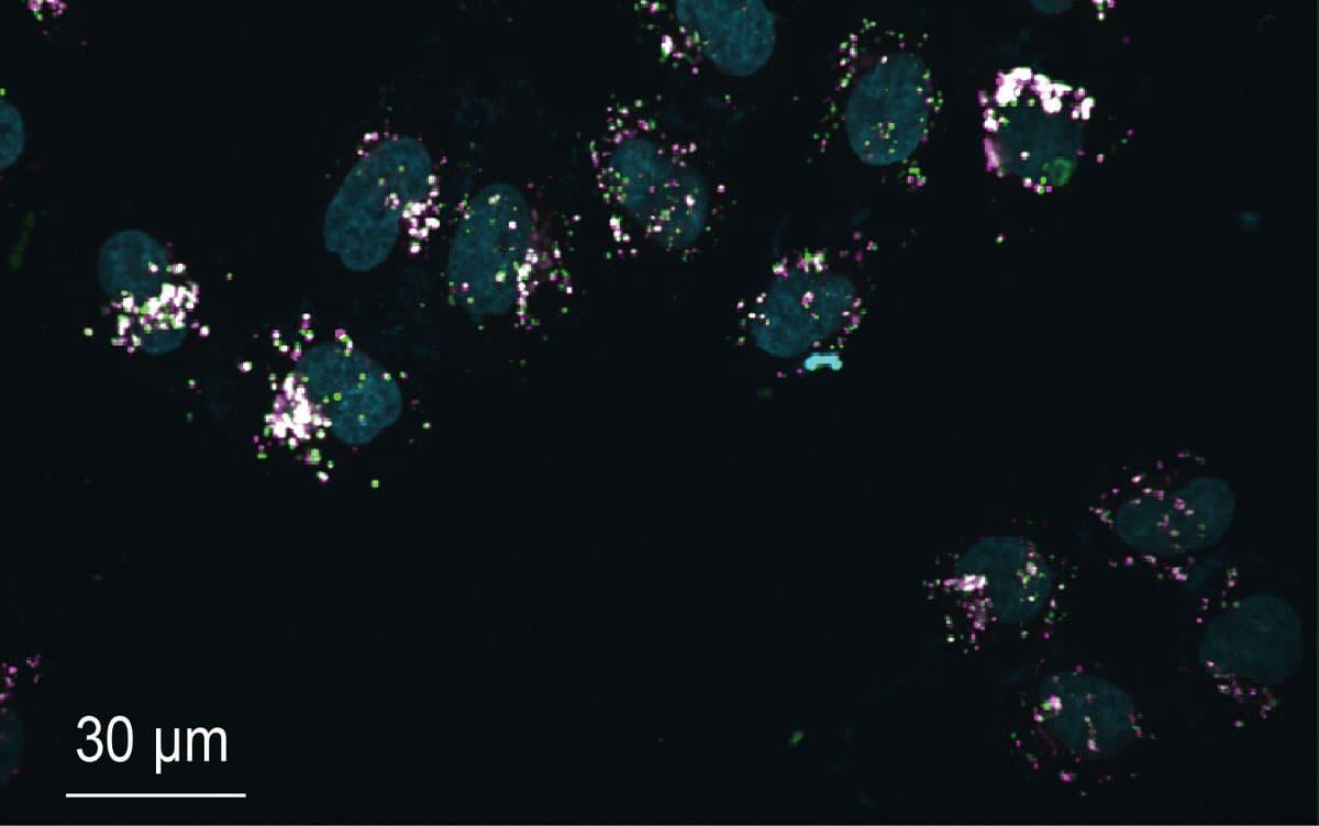 研究イメージ画像