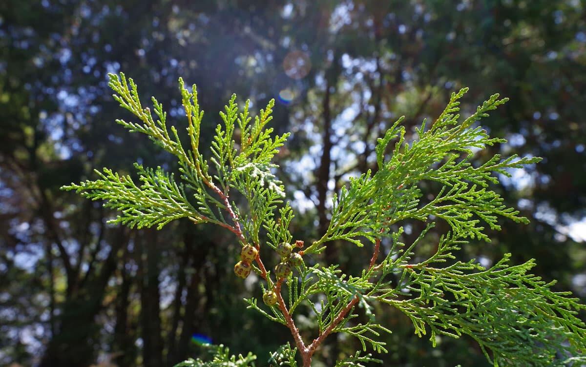 研究イメージ画像